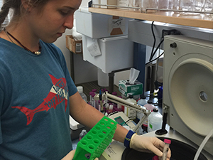 2019 Alexandra Yard_ ultrafiltration_slider Alexandra Yard, a sophomore Marine Biology major with a Chemistry minor at Texas A&M Galveston, applies an ultrafilter centrifugal device to concentrate and purify EPS (biopolymers excreted from microbes) from mesocosm samples for quantifying proteins and polysaccharides. Photo by Chen Xu.