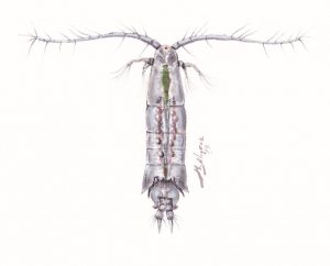 Artist and study author Miquel Alcaraz created this image of the copepod AlcarazAcartia grani featured in this study. Image provided by Miquel Alcaraz.