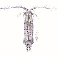 Acartia_grani_Alcaraz_slider Artist and study author Miquel Alcaraz created this image of the copepod AlcarazAcartia grani featured in this study. Image provided by Miquel Alcaraz.