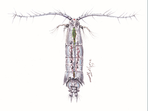Acartia_grani_Alcaraz_slider Artist and study author Miquel Alcaraz created this image of the copepod AlcarazAcartia grani featured in this study. Image provided by Miquel Alcaraz.