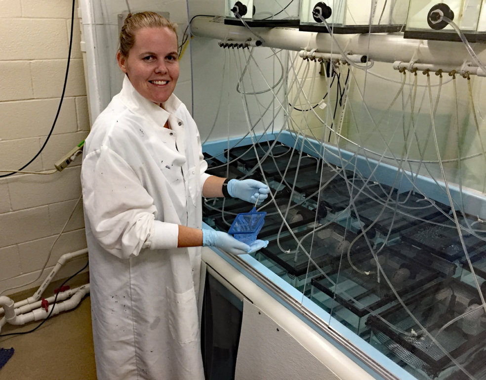 Grad Student Jasperse Examines Oil Spill Effects on Marsh Fish and ...