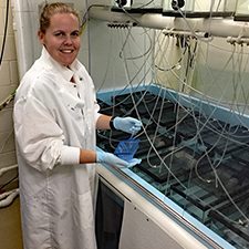 Lindsay Jasperse 1_slider Lindsay Jasperse moves sheepshead minnow (Cyprinodon variegatus) into exposure tanks. (Provided by Milton Levin)