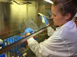 Lindsay Jasperse isolates immune cells from bottlenose dolphin blood samples. (Provided by Milton Levin)