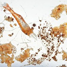 CONCORDE_OilBoundToPlankton_slider Dispersed oil droplets bound to marine detritus and plankton collected in northern Gulf of Mexico waters during Deepwater Horizon (2010). (Photo courtesy of David Liittschwager)