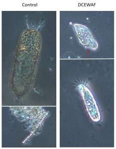 This study observed phytoplankton changes in response to oil spill exposure. These phytoplankton photos were taken under a microscope in control (left, no oil) and DCEWAF (right, dispersed oil) tanks. In control tanks, many kinds of phytoplankton were observed such as Stephanopyxis (top left) and Skeletonema (bottom left). In the DCEWAF tanks, there were fewer phytoplankton cells and more heterotrophic microbes (not photosynthetic). Photo credit: Breanna Couffer.