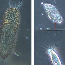 Meso 4 Micrographs_slider This study observed phytoplankton changes in response to oil spill exposure. These phytoplankton photos were taken under a microscope in control (left, no oil) and DCEWAF (right, dispersed oil) tanks. In control tanks, many kinds of phytoplankton were observed such as Stephanopyxis (top left) and Skeletonema (bottom left). In the DCEWAF tanks, there were fewer phytoplankton cells and more heterotrophic microbes (not photosynthetic). Photo credit: Breanna Couffer.