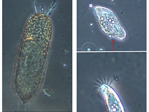 Meso 4 Micrographs_slider This study observed phytoplankton changes in response to oil spill exposure. These phytoplankton photos were taken under a microscope in control (left, no oil) and DCEWAF (right, dispersed oil) tanks. In control tanks, many kinds of phytoplankton were observed such as Stephanopyxis (top left) and Skeletonema (bottom left). In the DCEWAF tanks, there were fewer phytoplankton cells and more heterotrophic microbes (not photosynthetic). Photo credit: Breanna Couffer.