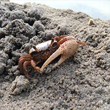 Fiddler Crab_slider A male fiddler crab (Uca panacea) sits inside an experimental mesocosm that investigated crude oil impacts. Credit: M.E. Franco, University of Louisiana, Lafayette.