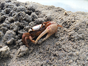 Fiddler Crab_slider A male fiddler crab (Uca panacea) sits inside an experimental mesocosm that investigated crude oil impacts. Credit: M.E. Franco, University of Louisiana, Lafayette.