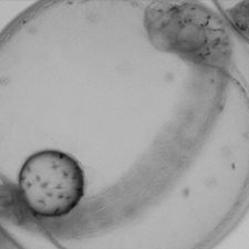 LaterEmbroynicStage_Screen Shot 2015-06-02 at 10.59.54 AM_slider This image shows Mahi-mahi fish in a later embryonic stage that this study's authors used to understand how oil exposure affects organ development and function. Credit: RECOVER consortium.