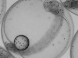 LaterEmbroynicStage_Screen Shot 2015-06-02 at 10.59.54 AM_slider This image shows Mahi-mahi fish in a later embryonic stage that this study's authors used to understand how oil exposure affects organ development and function. Credit: RECOVER consortium.