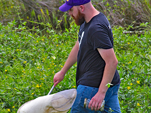 RFP-V Foil_Scholar_Aker1_slider Ben Aker collects insects in Louisiana marshes using a sweep net. (Photo credit: Claudia Husseneder)