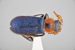 A black-headed melyrid (Collops nigriceps) from the Melyridae family, one of the many insect families Ben Aker identified during his marsh research. (Photo credit: Nathan Lord)