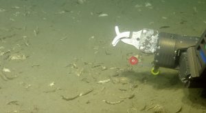 This image shows the remotely operated vehicle (ROV) sampling arm with the Suspended Particulate Rosette sampler inlet tube and red deflector shield. Cameras mounted on the ROV Hercules took this underwater photo. Credit: Ocean Exploration Trust, Inc.
