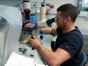 Lead author Dr. Rodrigo Almeda examines plankton samples as he studies the connection of oil spills and harmful algal blooms. Credit: R. Almeda
