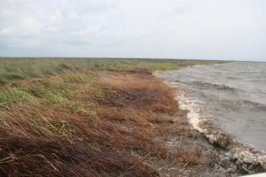 Study Author Eugene Turner, Professor of Oceanography and Coastal Sciences at Louisiana State University, took this picture of an oiled Louisiana marsh edge in 2010 following Deepwater Horizon. Photo by Eugene Turner