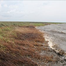 Turner_OiledLouisianaMarsh_2010_slider Study Author Eugene Turner, Professor of Oceanography and Coastal Sciences at Louisiana State University, took this picture of an oiled Louisiana marsh edge in 2010 following Deepwater Horizon. Photo by Eugene Turner, LSU, CWC