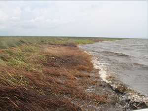 Turner_OiledLouisianaMarsh_2010_slider Study Author Eugene Turner, Professor of Oceanography and Coastal Sciences at Louisiana State University, took this picture of an oiled Louisiana marsh edge in 2010 following Deepwater Horizon. Photo by Eugene Turner, LSU, CWC