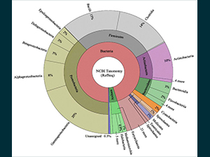 RFP5_Thomas_Sevigny_PredictingMicrobialFunctioning_Image_slider This KronaTool map depicts the relative taxonomic breakdown of the genomes used in this study Sevigny et al., BMC Genomics volume 20, Article number: 268 (2019). The inner circle represents genomes at the domain, the middle circle corresponds to phylum, and the outer circle represents data at the class level. Figure 2 in the study, used with permission from Joseph Sevigny.