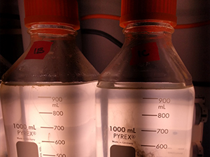 Culture bottles that researchers with the ADDOMEx consortium used in oil-exposure experiments with phytoplankton. Photo by Laura Bretherton.