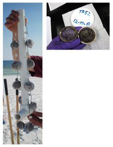 Left: An array of sediment-oil-agglomerates (SOAs) encased in teaballs. Researchers buried ten of these arrays vertically in the beach, with each array placing a pair of SOAs at 10, 20, 30, 40, and 50 cm sediment depth. Above: A standardized SOA retrieved from the beach after three years. (Photos by Markus Huettel).