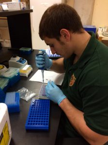 University of North Texas Ph.D. student Fabrizio Bonatesta prepares a polymerase chain reaction (PCR) plate to asses transcriptional changes in zebrafish kidney development. (Photo credit: Ed Mager)