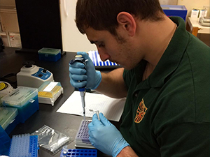 University of North Texas Ph.D. student Fabrizio Bonatesta prepares a polymerase chain reaction (PCR) plate to asses transcriptional changes in zebrafish kidney development. (Photo credit: Ed Mager)
