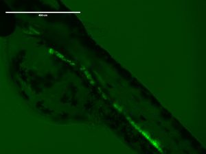 Using immunohistochemistry fluorescence techniques at the University of North Texas laboratory, Ph.D. student Fabrizio Bonatesta observes kidney structure in a zebrafish larva. (Photo credit: Fabrizio Bonatesta)