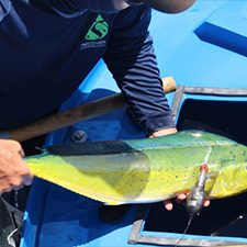 RECOVER_Tag&Release_1_slider A RECOVER team member transfers a mahi-mahi fitted with a pop-up satellite archival tag into a recovery tank prior to it being released into the Gulf of Mexico. Photo credit: RECOVER consortium.