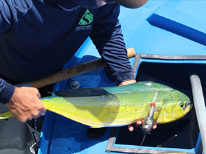 RECOVER_Tag&Release_1_slider A RECOVER team member transfers a mahi-mahi fitted with a pop-up satellite archival tag into a recovery tank prior to it being released into the Gulf of Mexico. Photo credit: RECOVER consortium.