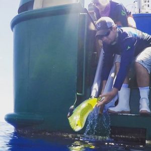 RECOVER team members Dr. John Stieglitz and Ph.D, student Lela Schlenker, the research cruise lead scientist, gently release a tagged mahi-mahi from the R/V Walton Smith into the Gulf of Mexico. Photo credit: RECOVER consortium.