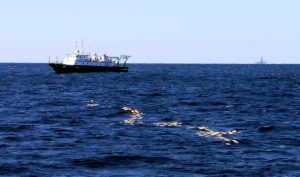 Biodegradable bamboo plates float on the ocean’s surface during a dispersion experiment in the Gulf of Mexico, February 2016. The research vessel Walton Smith and an oil platform are in background. Photo Credit: Maristella Berta