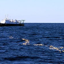 CARTHE_Vessel&BambooPlates_slider Biodegradable bamboo plates float on the ocean’s surface during a dispersion experiment in the Gulf of Mexico, February 2016. The research vessel Walton Smith and an oil platform are in background. Photo Credit: Maristella Berta