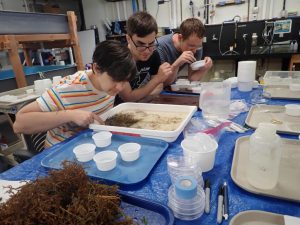 Students and volunteers pick sort marine specimens collected during the 2019 Texas BioBlitz, which resulted in a DNA census of the area’s marine organisms. Photo: MarineGEO https://naturalhistory.si.edu/research/invertebrate-zoology/news-and-highlights/marinegeo-bioblitz-2019 Permission from Lesley Aldrich Public Relations Blackbaud Inc.