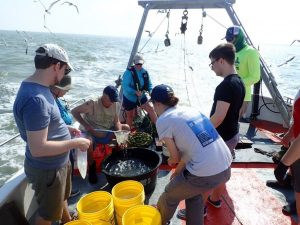 Volunteers, students and scientists collect marine organisms on board the R/V Katy during the 2019 Texas BioBlitz, which resulted in a DNA census of the area’s marine organisms. Photo: MarineGEO https://naturalhistory.si.edu/research/invertebrate-zoology/news-and-highlights/marinegeo-bioblitz-2019 Permission from Lesley Aldrich Public Relations Blackbaud Inc.