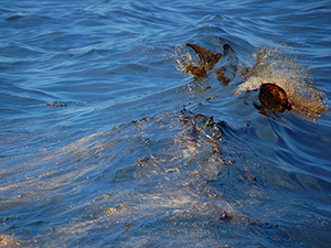 NOAA Image of Oil on Water_slider Oil in a boat wake at the Deepwater Horizon site in the Gulf of Mexico. Credit: NOAA Ocean Service Deepwater Horizon Images.