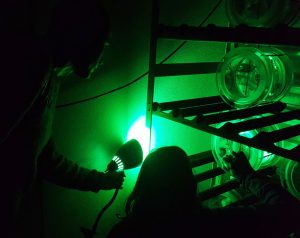 Researchers use green light to help them look at marine oil snow aggregates in a laboratory setting. Photo Credit: Julia Sweet