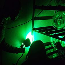 Passow_Wirth_OilInMarineSnowObservations_slider Researchers use green light to help them look at marine oil snow aggregates in a laboratory setting. Photo Credit: Julia Sweet