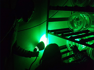 Passow_Wirth_OilInMarineSnowObservations_slider Researchers use green light to help them look at marine oil snow aggregates in a laboratory setting. Photo Credit: Julia Sweet