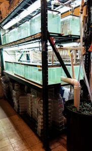 Purdue University master’s student Maggie Wigren and her labmates built and maintain this tank system to house and study sheepshead minnows for oil-exposure experiments. (Photo by Maggie Wigren)