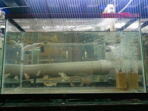 A group of female sheepshead minnows swim in the tank system designed by Purdue University master’s student Maggie Wigren and her labmates for oil-exposure experiments. (Photo by Maggie Wigren)