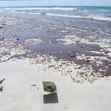 10thDwHAnniversary_SociologistsLinkDwHandCoronovirus_slider A dollar is placed next oil washed up on the beach at Bon Secour National Wildlife Refuge to provide perspective. Oil began hitting the shores of Bon Secour in the late morning of June 11, 2010. Photo by refuge manager Jereme Phillips, USFWS. www.fws.gov/bonsecour/