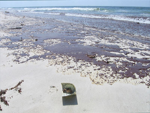 A dollar is placed next oil washed up on the beach at Bon Secour National Wildlife Refuge to provide perspective. Oil began hitting the shores of Bon Secour in the late morning of June 11, 2010. Photo by refuge manager Jereme Phillips, USFWS. www.fws.gov/bonsecour/