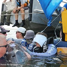 10thDwHAnniversary_carmmha_health_assessment_MMPAESApermit18786-03_slider Dr. Sharon Huston, San Diego Veterinary Cardiology uses newly developed ultrasound techniques to assess cardiac function in a dolphin in Barataria Bay, Louisiana. Image credit: CARMMHA.