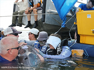 10thDwHAnniversary_carmmha_health_assessment_MMPAESApermit18786-03_slider Dr. Sharon Huston, San Diego Veterinary Cardiology uses newly developed ultrasound techniques to assess cardiac function in a dolphin in Barataria Bay, Louisiana. Image credit: CARMMHA.