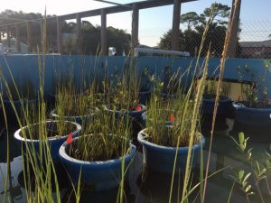 Mesocosm experiment at Dauphin Island Sea Lab tested the effects of Avicennia germinans and Spartina alterniflora on marsh responses to oiling. Photo credit: R. Hughes