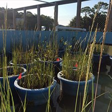 ACER_Hughes_mesocosm_slider Mesocosm experiment at Dauphin Island Sea Lab tested the effects of Avicennia germinans and Spartina alterniflora on marsh responses to oiling. Photo credit: R. Hughes