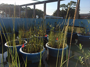 ACER_Hughes_mesocosm_slider Mesocosm experiment at Dauphin Island Sea Lab tested the effects of Avicennia germinans and Spartina alterniflora on marsh responses to oiling. Photo credit: R. Hughes