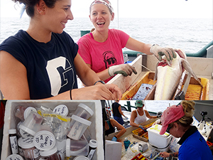 (Top) C-IMAGE researchers collect golden tilefish bile and tissue samples to measure oil exposure. Photo by Steve Murawski. (bottom, left) Tissue, bile, and blood samples collected from Gulf of Mexico fish are stored in a cooler for later analysis. Provided by C-IMAGE. (bottom, right) C-IMAGE researchers process and collect blood, bile, liver, and tissue samples from fish captured during the 2015 Mud & Blood research cruise. Photo by Elizabeth Herdter.