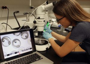 Dr. Christina Pasparakis analyzes different life stages of mahi-mahi embryos under a stereomicroscope. (Photo by Dan DiNicola)
